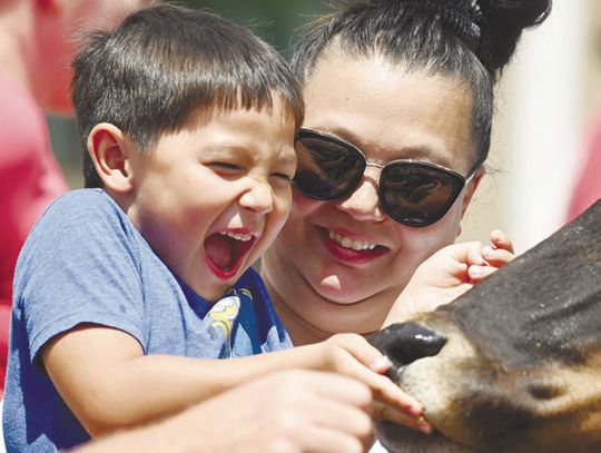 HORN T PETTING ZOO