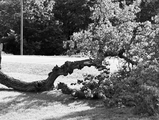 MOTHER NATURE