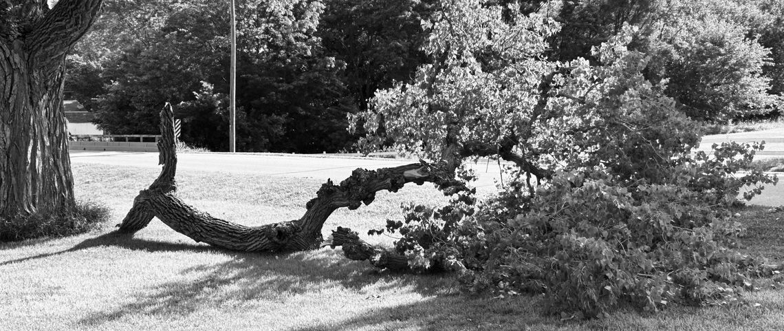 MOTHER NATURE
